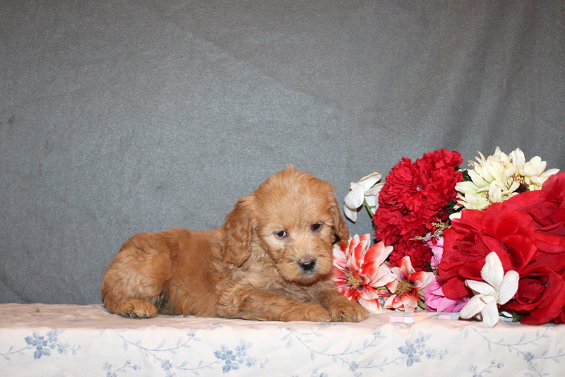 puppy, for, sale, Mini Goldendoodle F2B, Matthew B. Stoltzfus, dog, breeder, Gap, PA, dog-breeder, puppy-for-sale, forsale, nearby, find, puppyfind, locator, puppylocator, aca